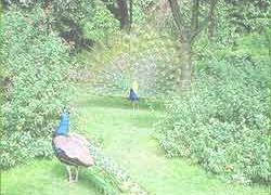 Chikhaldara Wildlife Sanctuary,Wildlife in Maharas