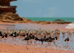 Broome Bird Observatory in Broome