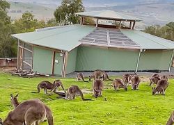 Bonorong Wildlife Sanctuary in Hobart
