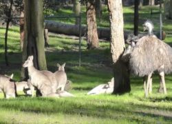 Blackbutt Reserve in Newcastle