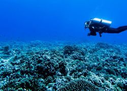 Ibiza Diving in Ibiza