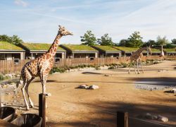 Chester Zoo in Chester