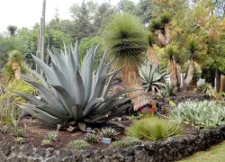 Jardín Botánico in Teotihuacan