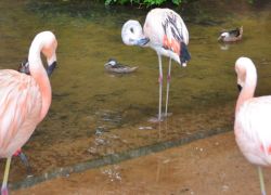 Parque das Aves in Iguassu Falls