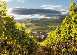 Weinbaumuseum in Chur