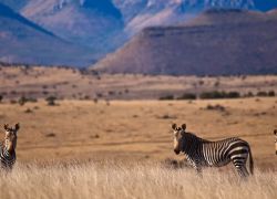Mountain Zebra National Park in Eastern Cape