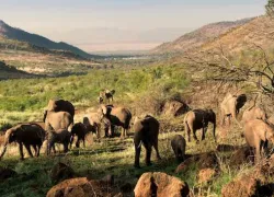 Pilanesberg National Park in Gauteng