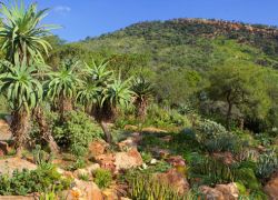 Walter Sisulu National Botanical Gardens in Gauteng