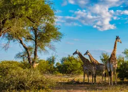 Kruger National Park in Limpopo