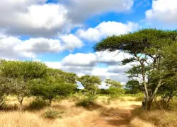 Polokwane Game Reserve in Limpopo