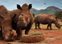 Rhino Museum in Limpopo