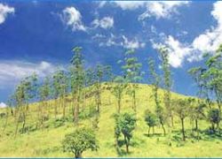 Wayanad Hills,Hill Station Tour to Wayanad,Kerala 