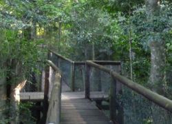 Dlinza Forest Nature Reserve in Kwazulu Natal