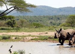 Hluhluwe Umfolozi Game Reserve in Kwazulu Natal
