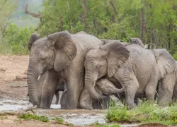 Hluhluwe Umfolozi Park in Kwazulu Natal