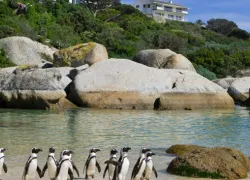 Boulders Beach in Western Cape