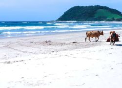 Sandy Bay Beach in Western Cape
