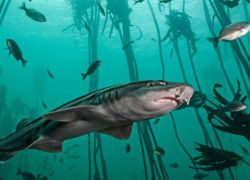 Shark Dive Tour in Western Cape