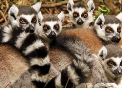 Monkeyland Primate Sanctuary in Garden Route