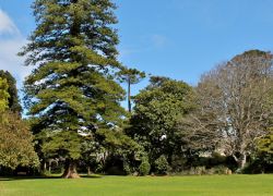 Arderne Gardens in Landsdown