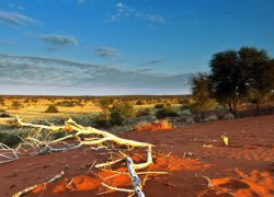 Kgalagadi Transfrontier Park in Upington