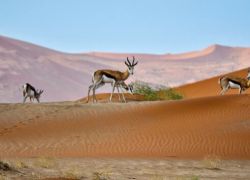 Witsand Nature Reserve in Upington