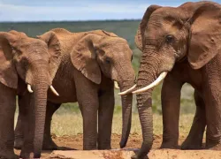 Addo Elephant National Park in Gqeberha