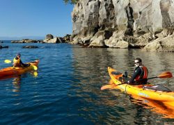 Moutohorā in Bay Of Plenty