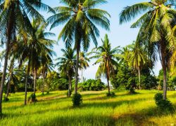 Coconut Gardens in Ben Tre