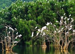 Vam Ho Bird Sanctuary in Ben Tre