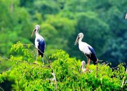Bang Lang Stork Sanctuary in Can Tho