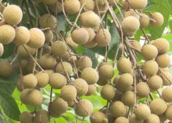 Hung Yen Longan Gardens in Hung Yen