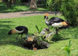 Bali Bird Park in Bali