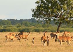Baluran National Park in Java