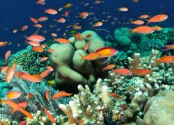 Bunaken National Marine Park in Sulawesi