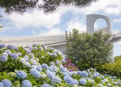 Camellia Hill in Jeju