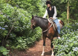 Jeju Horse Park in Jeju