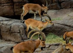 Arabian Wildlife Center in Sharjah
