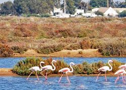 Ria Formosa Natural Park in Tavira