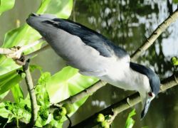 Kuala Gula Bird Sanctuary in Perak