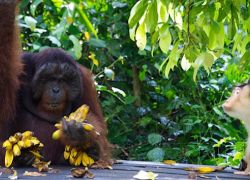 Sepilok Orang Utan Sanctuary in Sabah