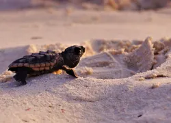 Turtle Islands Park in Sabah