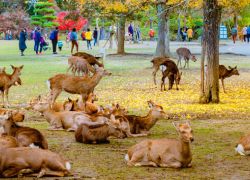 Nara Park