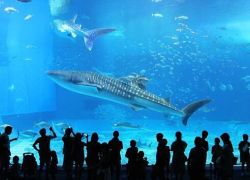 Okinawa Churaumi Aquarium in Okinawa