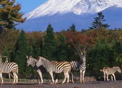 Fuji Safari Park in Shizuoka