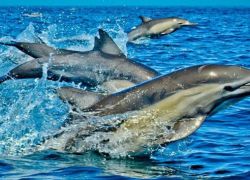 Kisite-Mpunguti Marine National Park