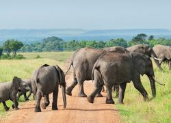 Mwaluganje Elephant Sanctuary