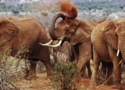 Tsavo East National Park