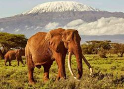 Amboseli National Park
