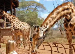 Giraffe Centre in Nairobi